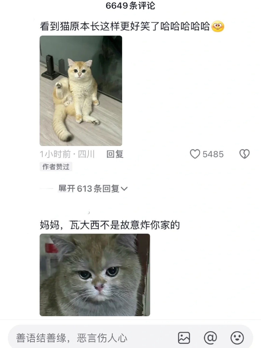 妈妈，瓦大西不是故意炸你家
四川最牛猫猫，会自己开电磁炉，这一炸得身价上10w