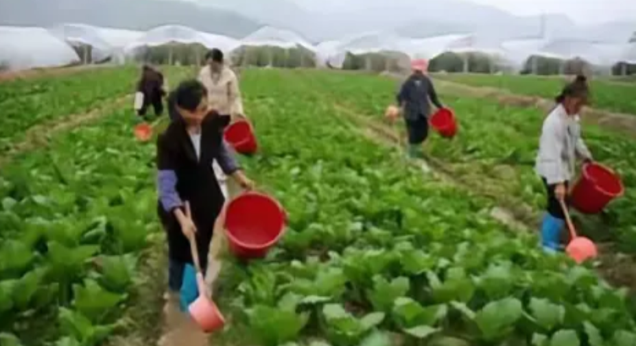 “粪水浇菜”不能吃了？中科院的院士曾毅在接受采访时表示，粪水浇灌的蔬菜会对身体造