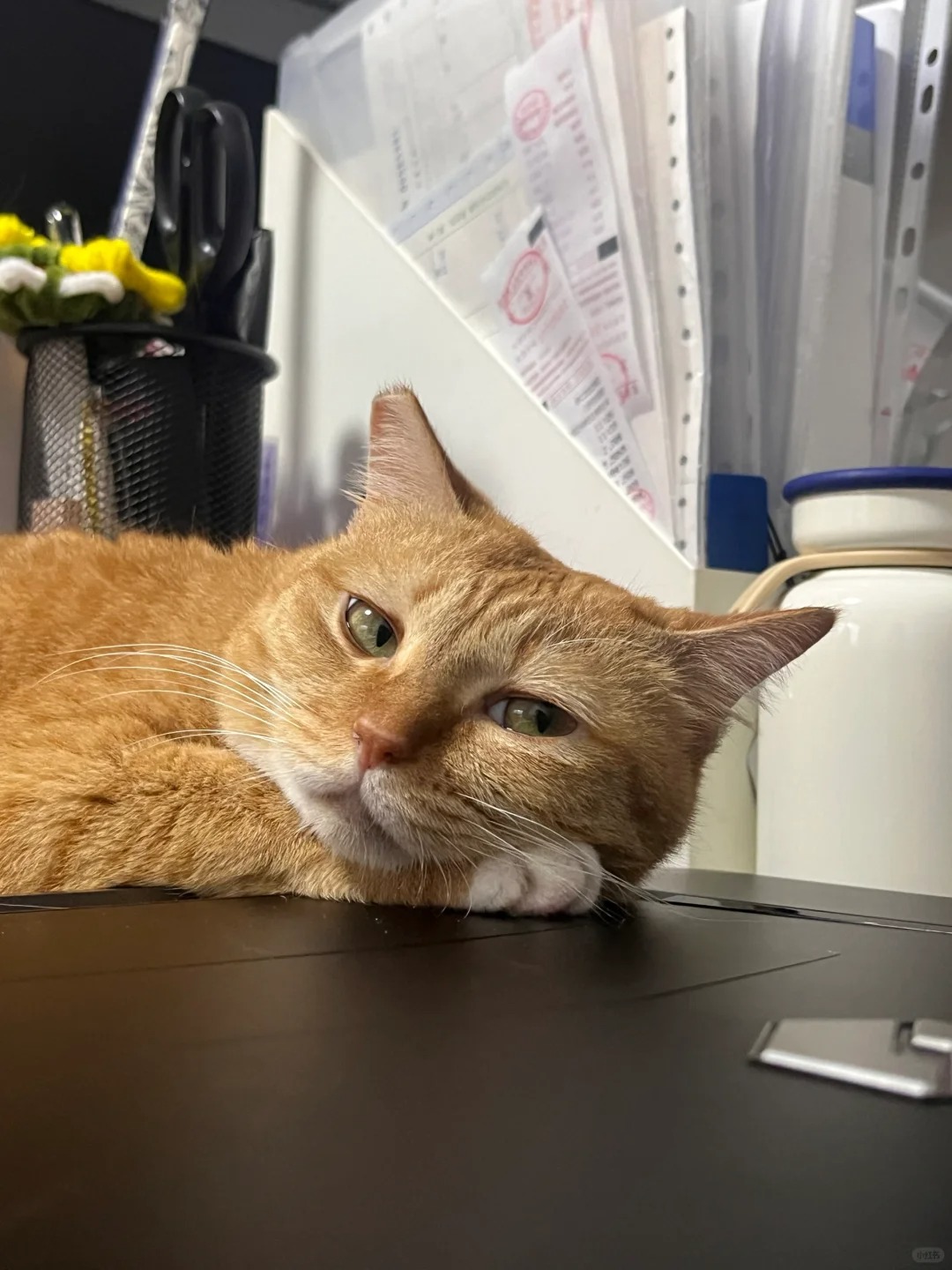 猫猫打工，必有苦衷
凭什么，出外勤也不带小猫，五一放假也不带小猫
( ｡ớ ₃ờ