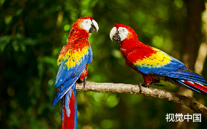 “速战速决！我男朋友不在家！”我出差回家后，家里的鹦鹉不停重复着……