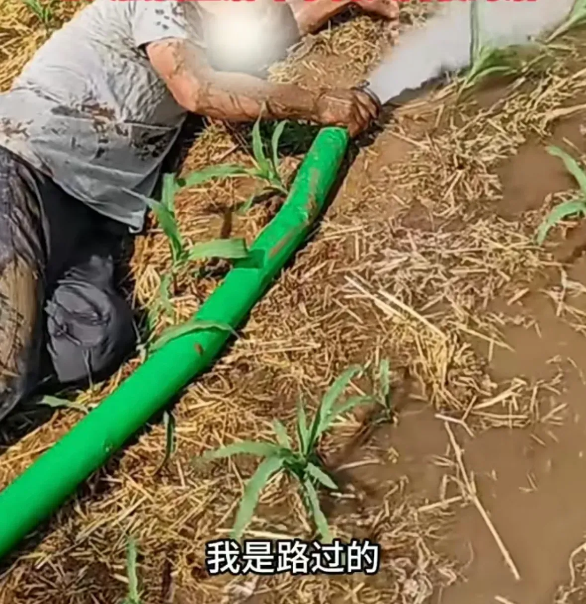 让人泪目！近日在河南周口，一位老人为了抗旱，连续在田间劳作多日，最后疑似因体力不