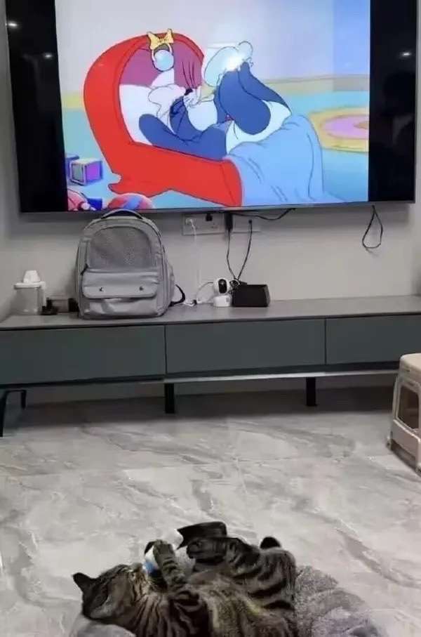 猫和老鼠，诚不我欺！