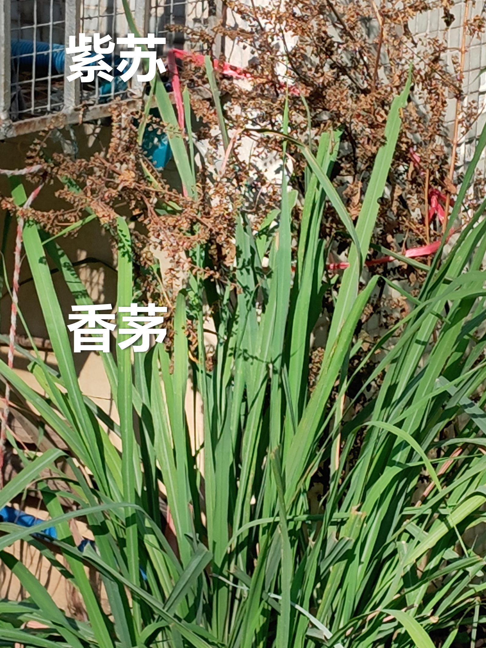 邻居的菜园，欣欣向荣