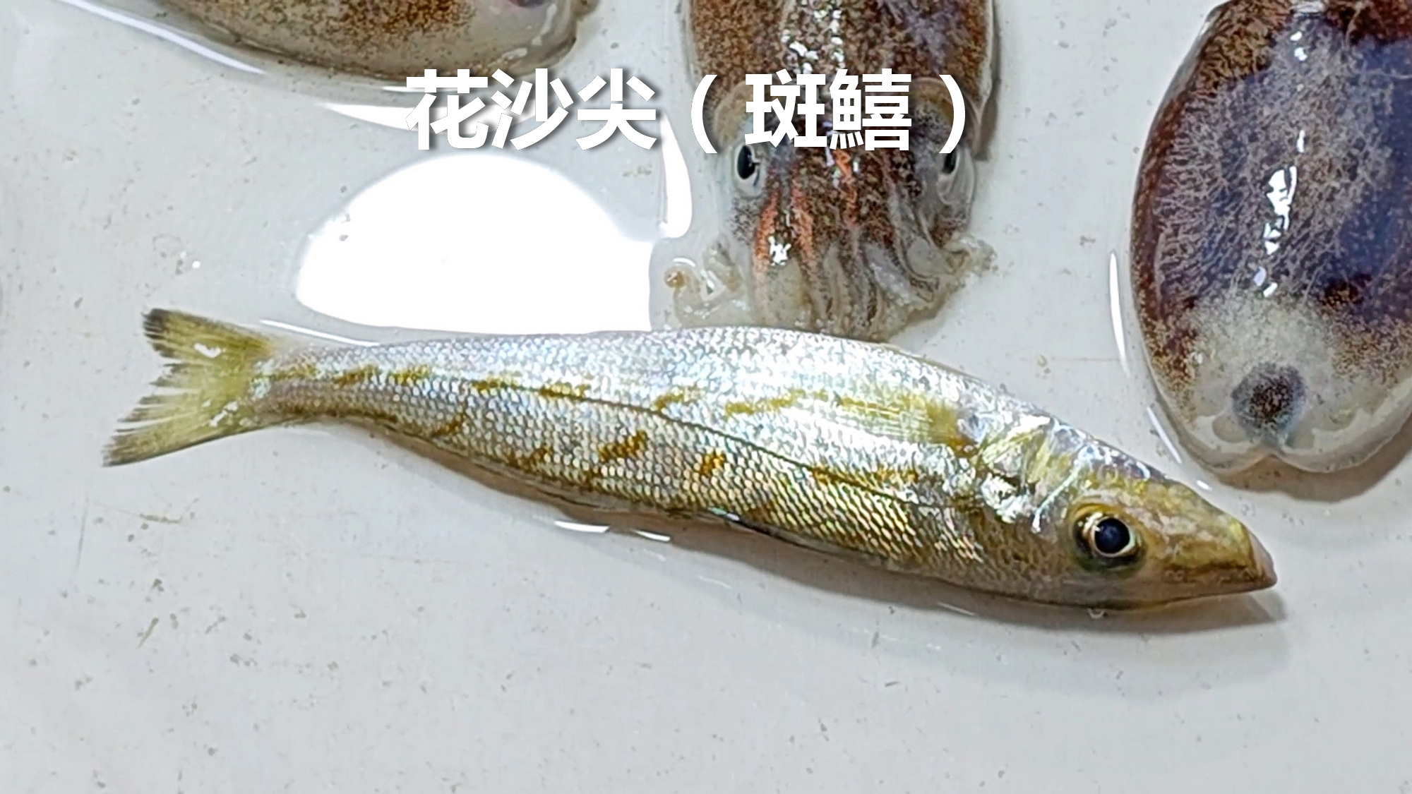 大鱼遂溪：沙尖鱼，童年味道记忆。

十、沙尖鱼和黄脚鱲一样，是最受喜爱的浅海鱼。