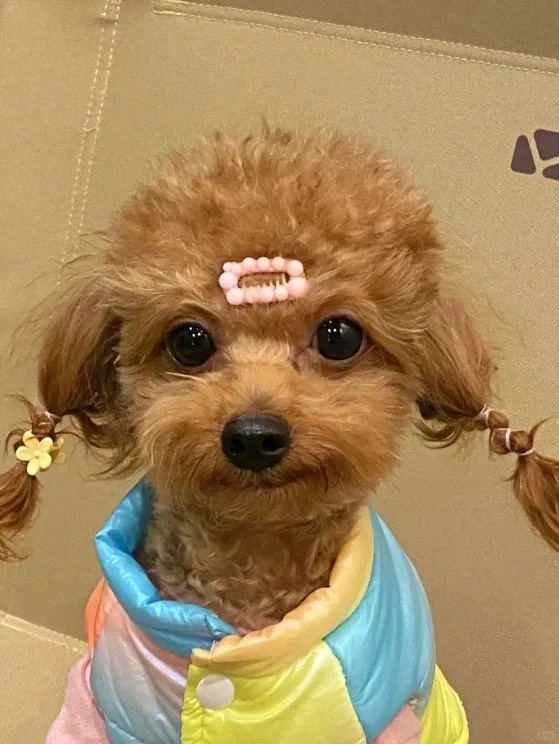 婚礼急需泰迪正脸
婚礼急需泰迪狗狗正脸收集大家的狗头
#泰迪#狗狗#养狗