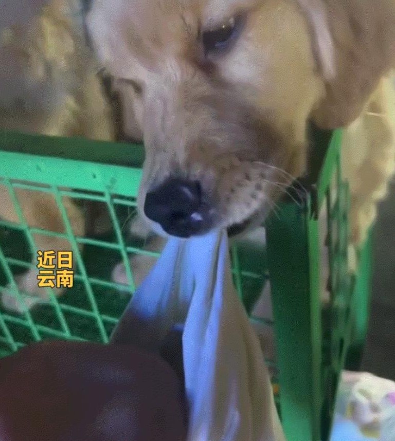 女子看狗 狗咬衣不放

                            