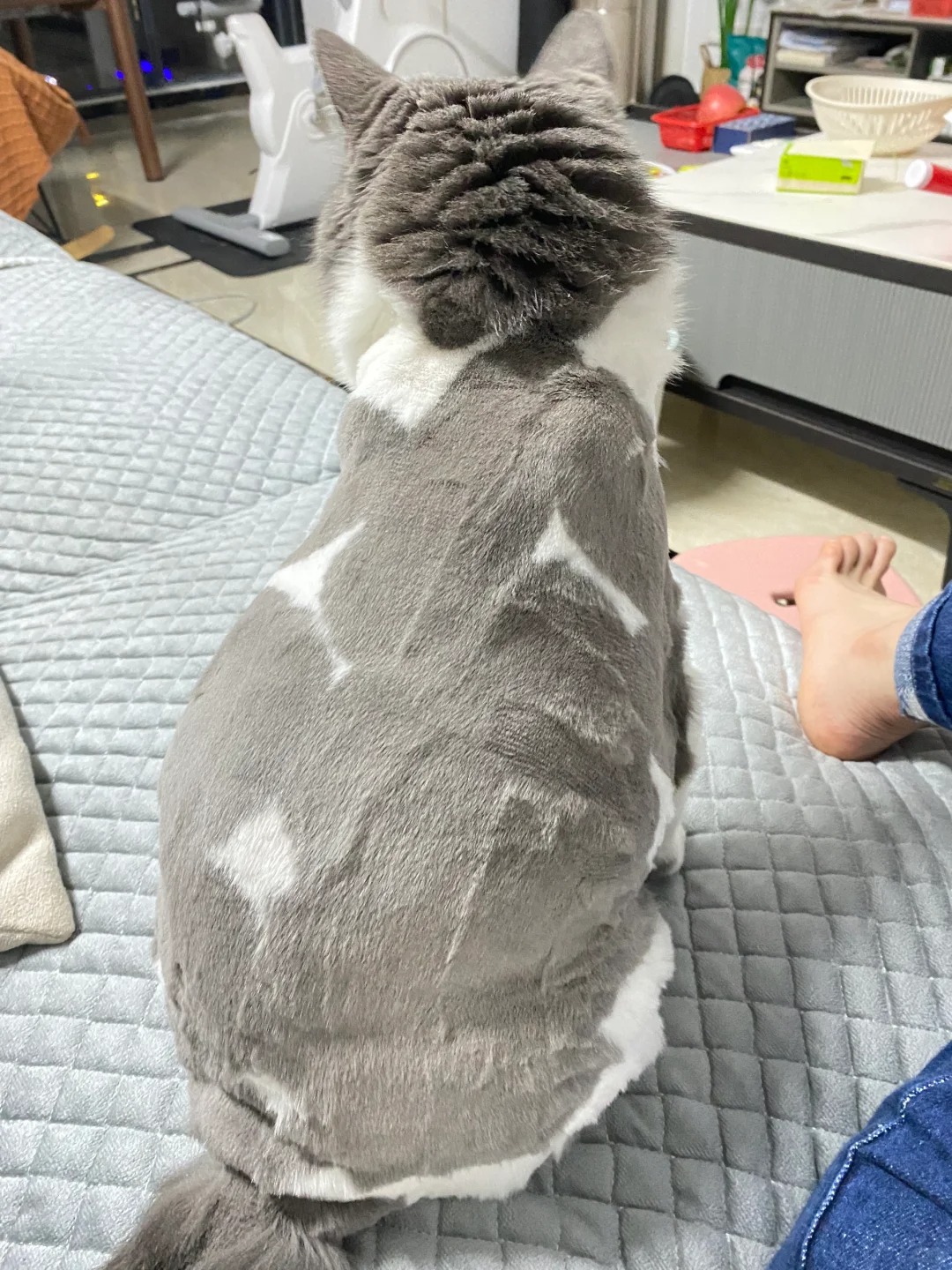 给猫剃毛原因
#家有肥猫 我家富贵春天的时候总是起很多皮屑，连续两年了，剃毛后情