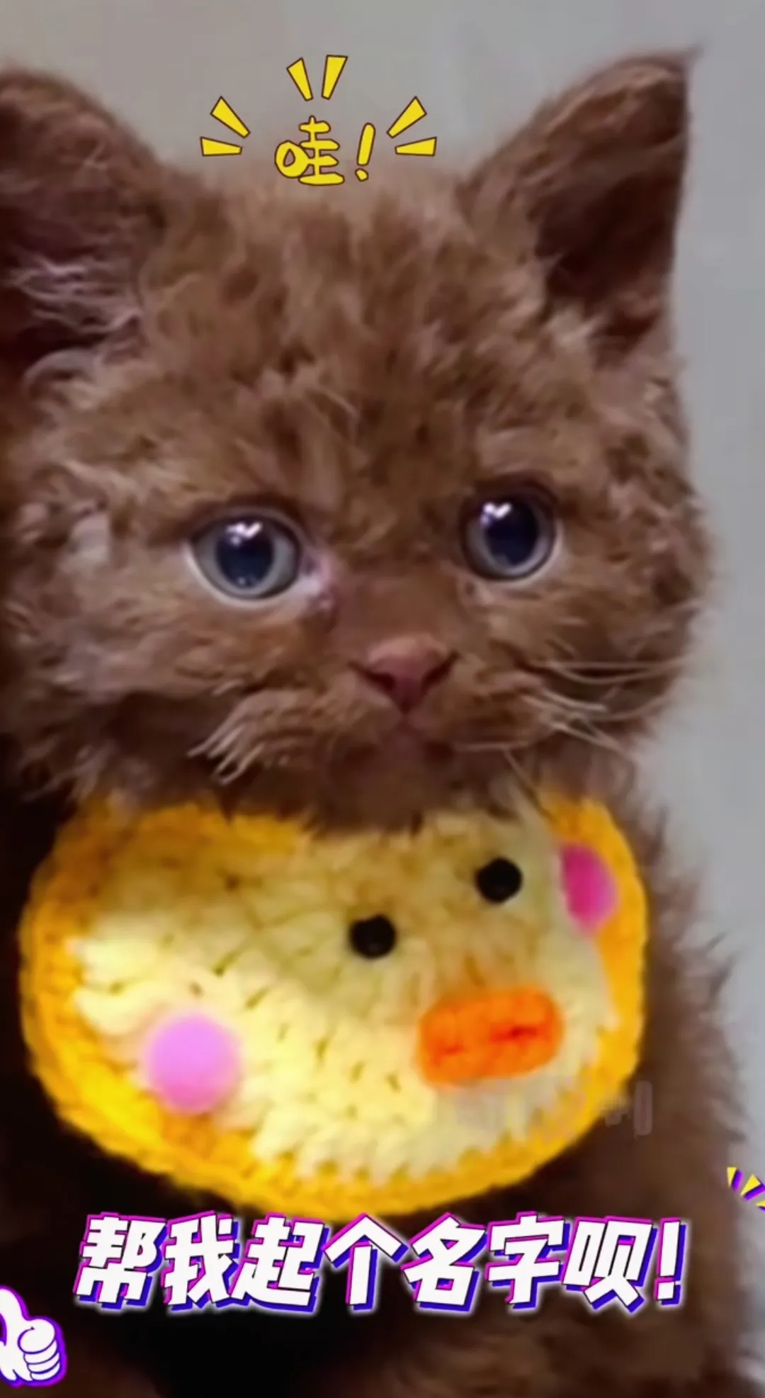 这是个什么品种的猫？