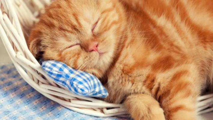 揭秘！猫咪的一天：除了吃饭，就是在睡觉？