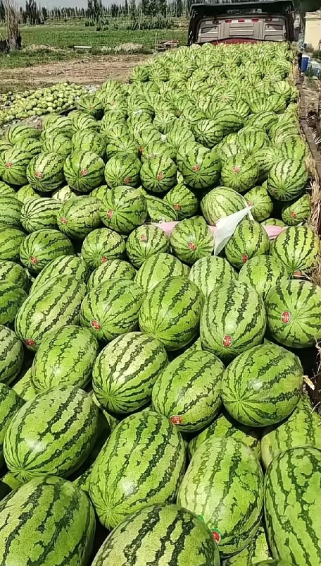 宁夏西瓜滞销的罪魁祸首是谁？

不是经销商，也不是农户违约，是另一个群体：代办！