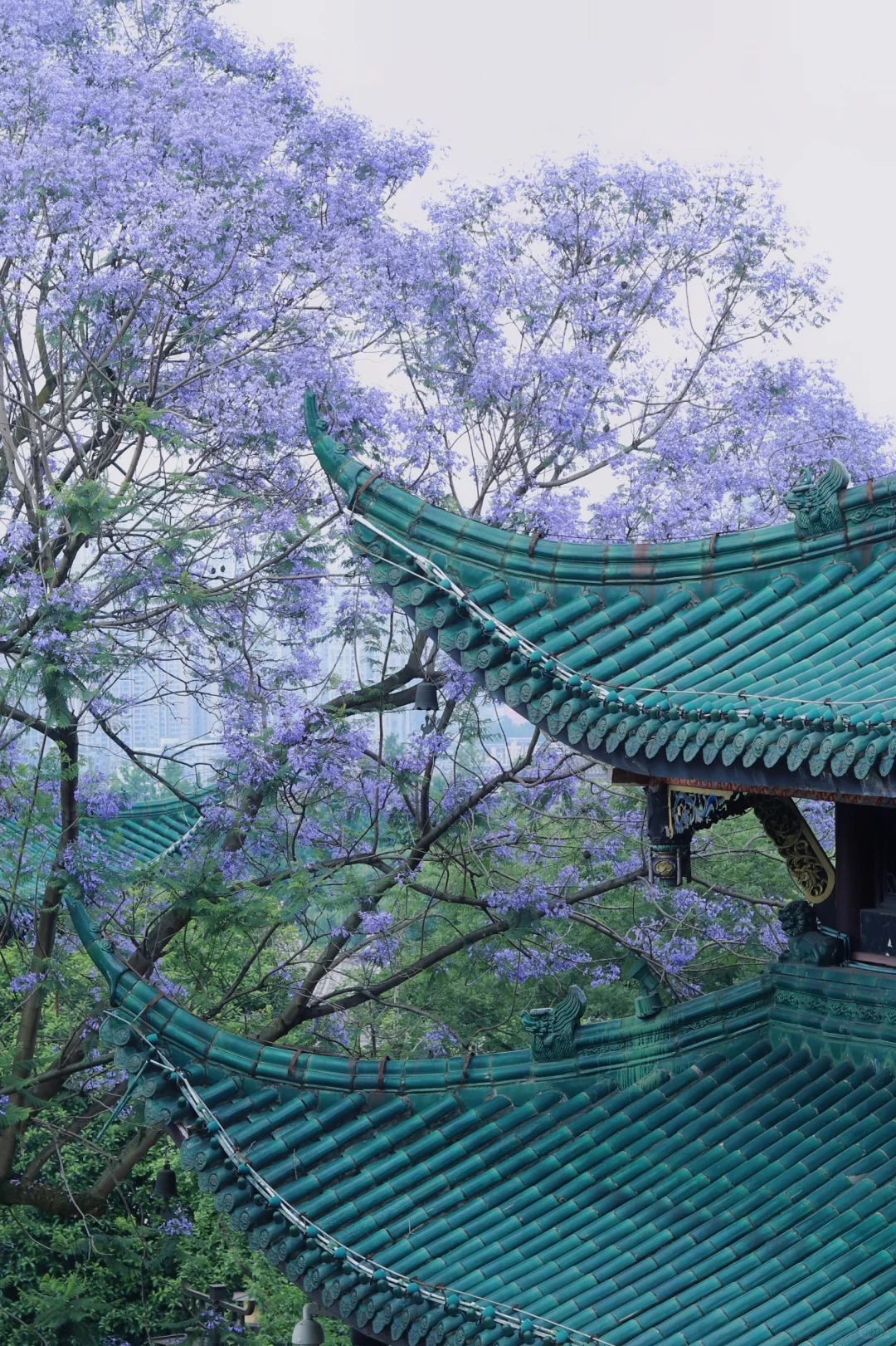鸿恩寺的蓝花楹又双叒叕开啦！
今年比去年早来了几天，蓝花楹开得正好，闲暇的日子来