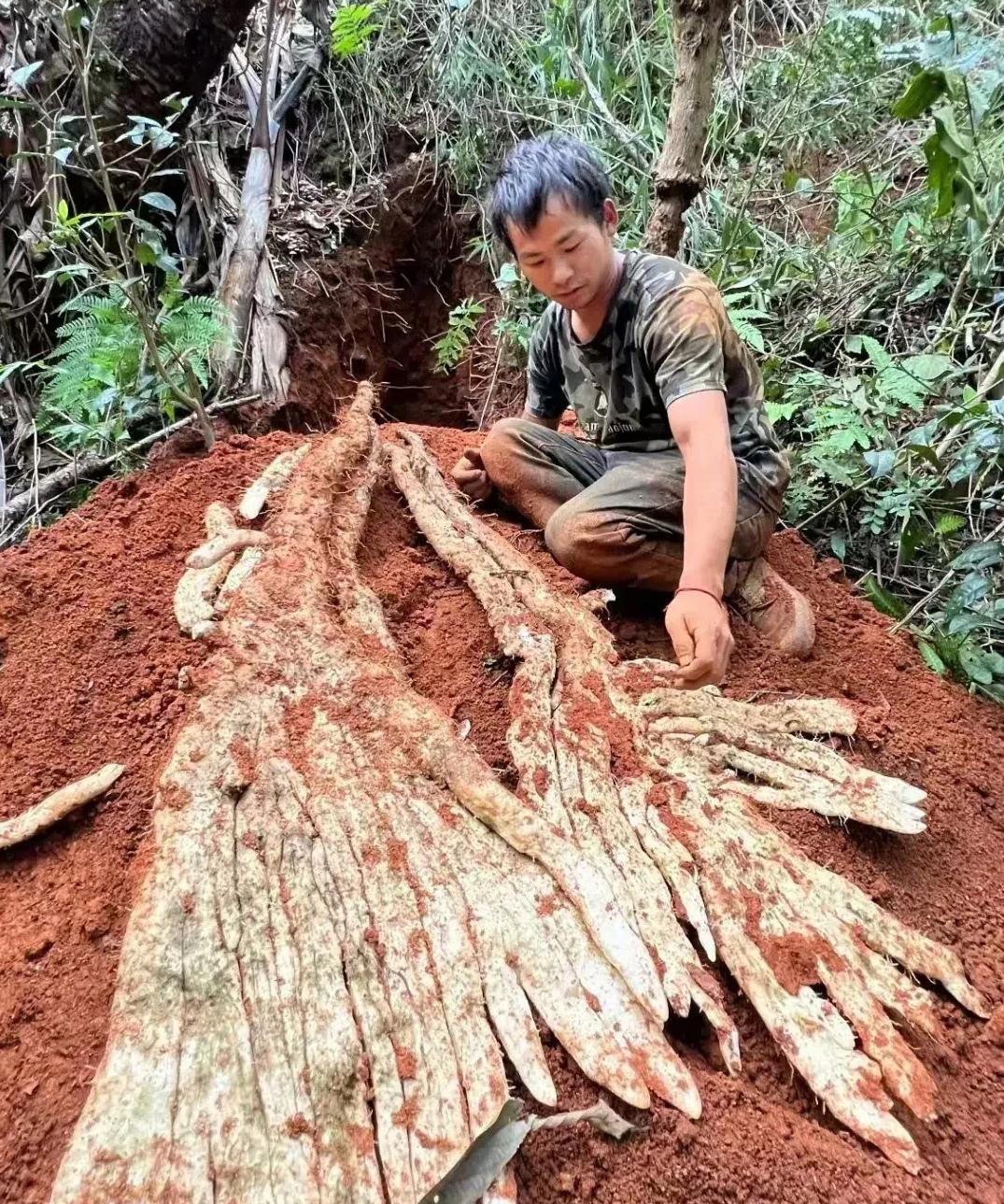 野生山药，这得多少年才能长成这样，得花多大功夫才能把它完整无缺的挖出来。