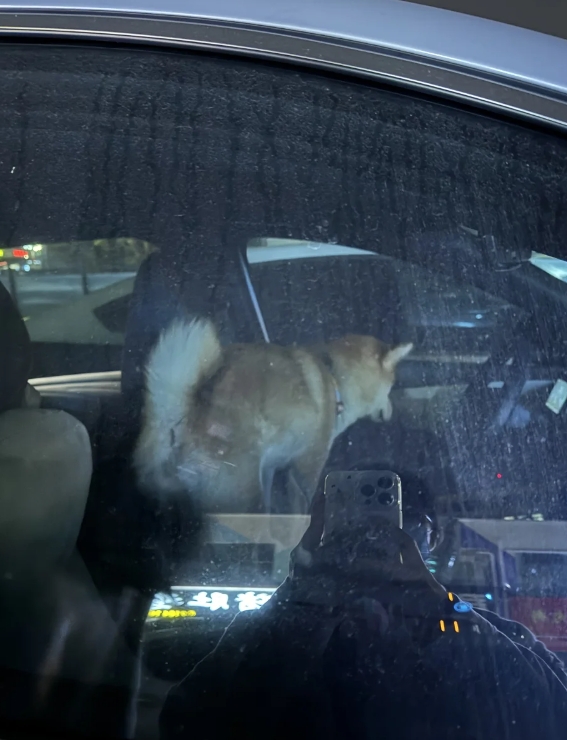 这柴犬还能要吗？