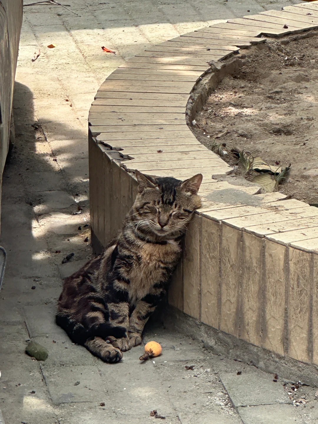 被枇杷砸晕的小猫🐱