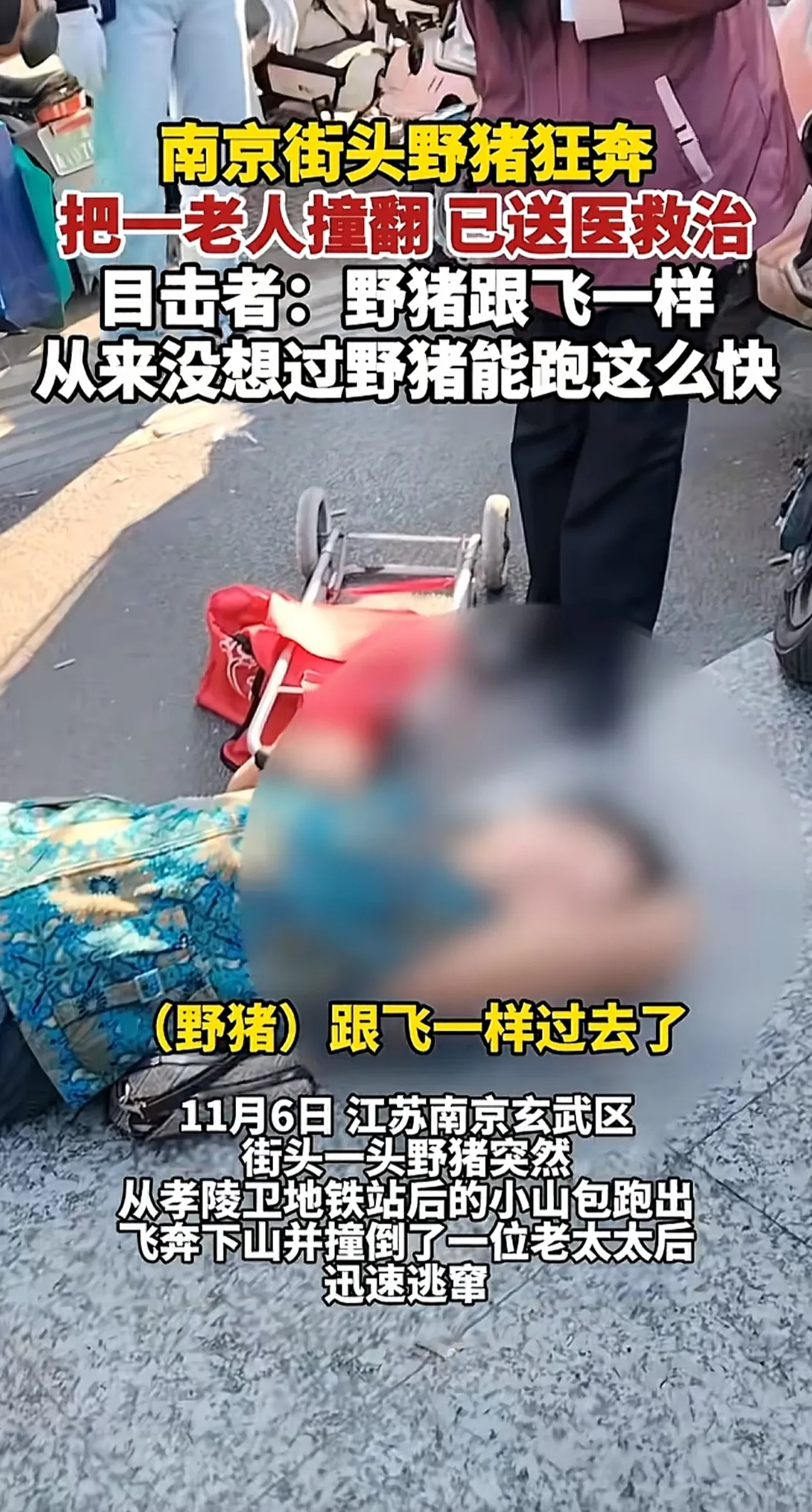 南京街头一野猪狂奔把老人撞翻！