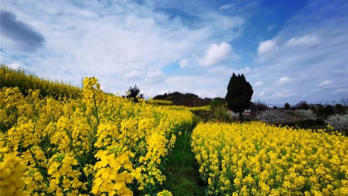 今日雨水，自贡即将迎来油菜花季！