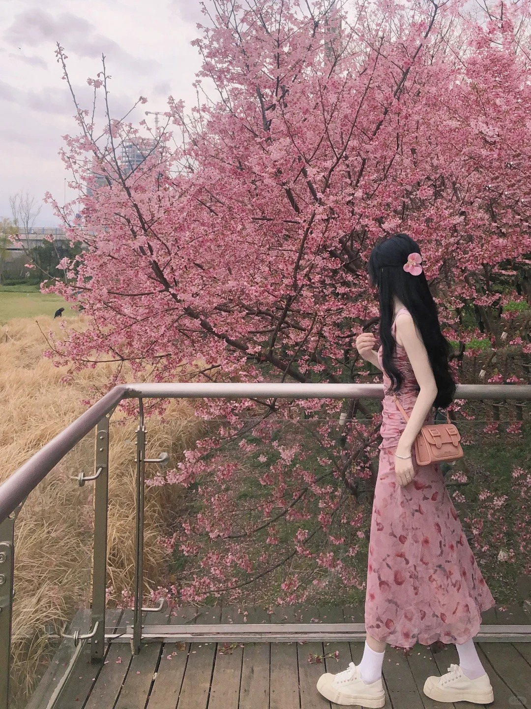 樱花这样拍真的超好看！