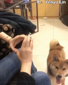 柴犬真的好可爱 ​​​