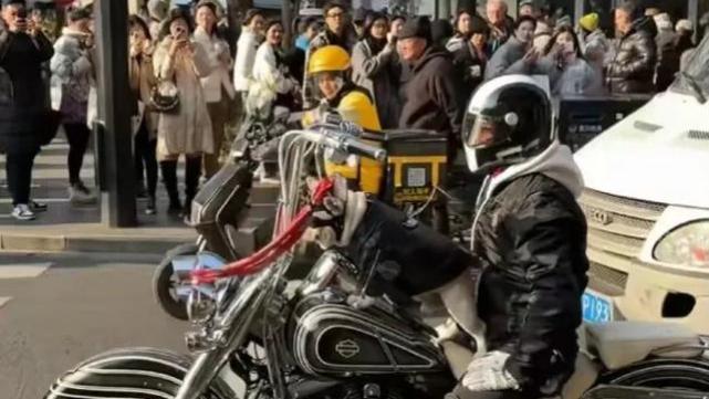 上海也成讨好型市格？富二狗、富二鹿被牵去游街，韩国人都看懵了