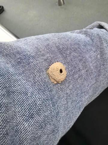 震惊，什么东西在我衣服上筑了个窝！