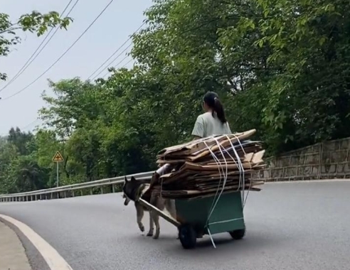 哈士奇不拆家，有招儿！让它融入你生活