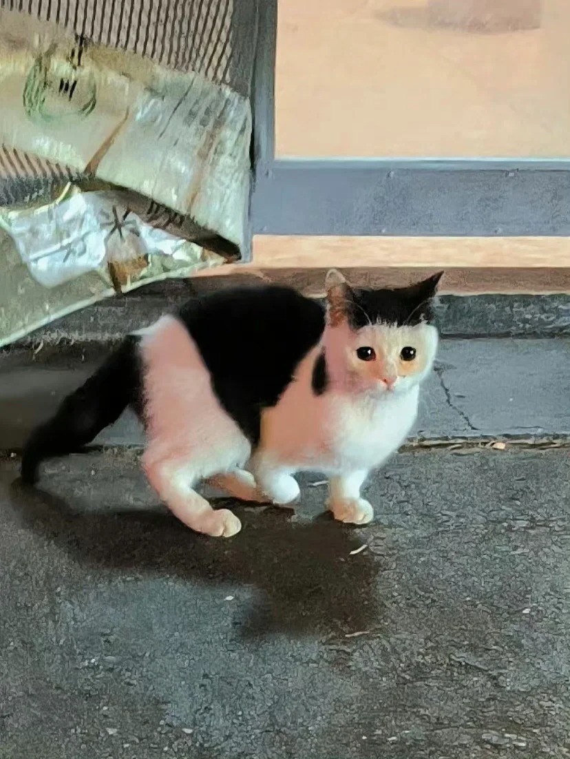 是怎么做到眼睛那么大依旧像李荣浩的哈哈哈
是个有刘海的甜妹小流浪
哈哈哈哈哈哈哈