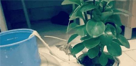 简单实用的懒人浇水神器,自己在家就可以做。布条吸水装置。操作步骤：杯子装满水然后