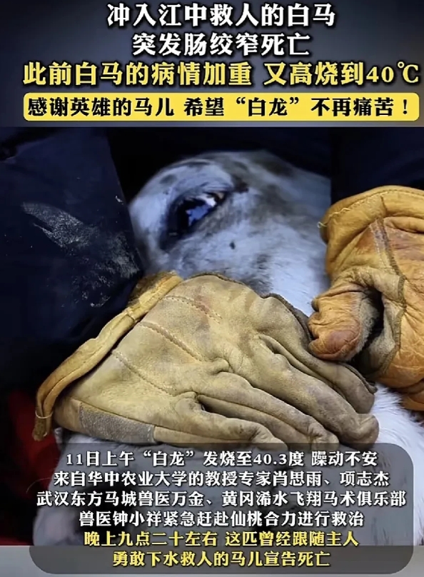 那匹下水救人的白马死了！
我从来没有为一个动物的死亡这么难受过，这次我落泪了。