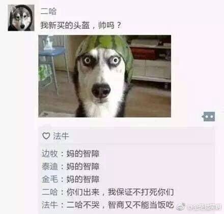 如果汪星人也有朋友圈，大概也就是这样的了