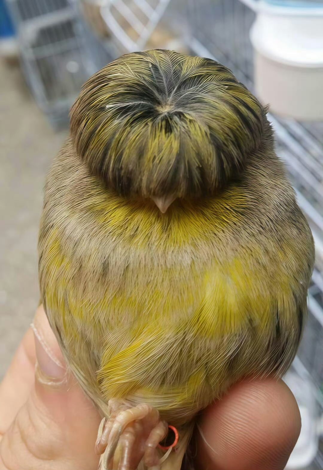 见过小鸟的新造型吗？