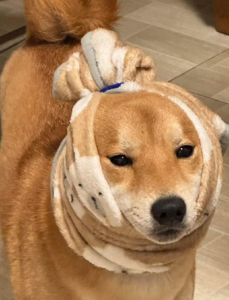 柴犬怕鞭炮声的解决方式