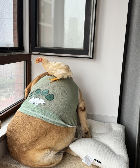 狗和鸡的相处日常
