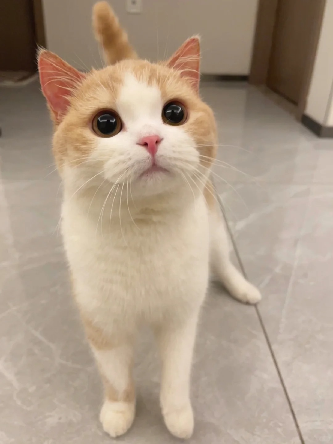 这种小猫 一看就很好欺负
故意把小奶酪饼干拿走不给它吃
它气的龇牙牙哈哈哈哈