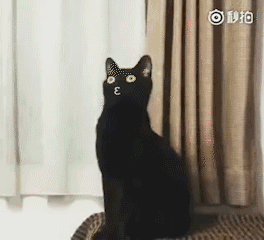 黑猫表情包