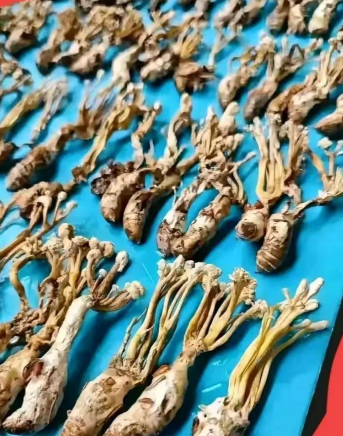 有一回，四川有个女的去小区楼顶晒被子，结果发现那儿晾着好多奇形怪状的干货。她就好