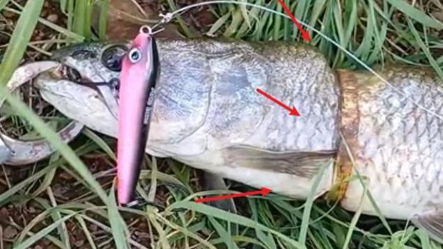 男子钓上大黑鱼，身上还卡着一根金镯子，网友：保鱼还是保镯子？