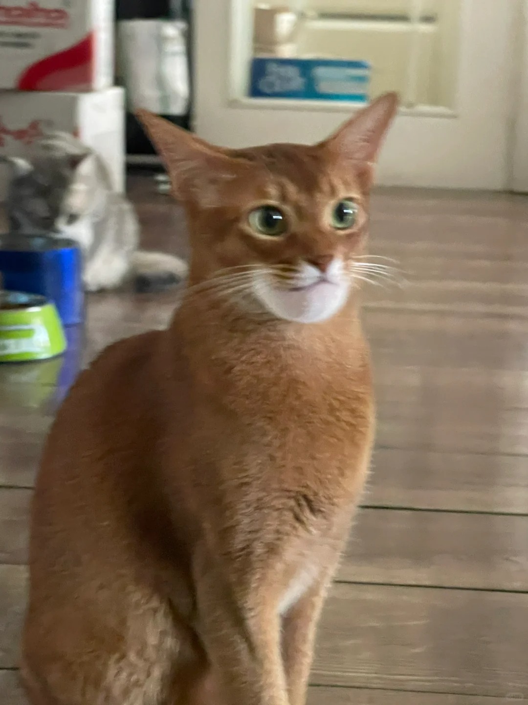 起猛了 小猫变灭霸了
今天是下巴肿了还要被麻麻嘲笑的易碎小猫