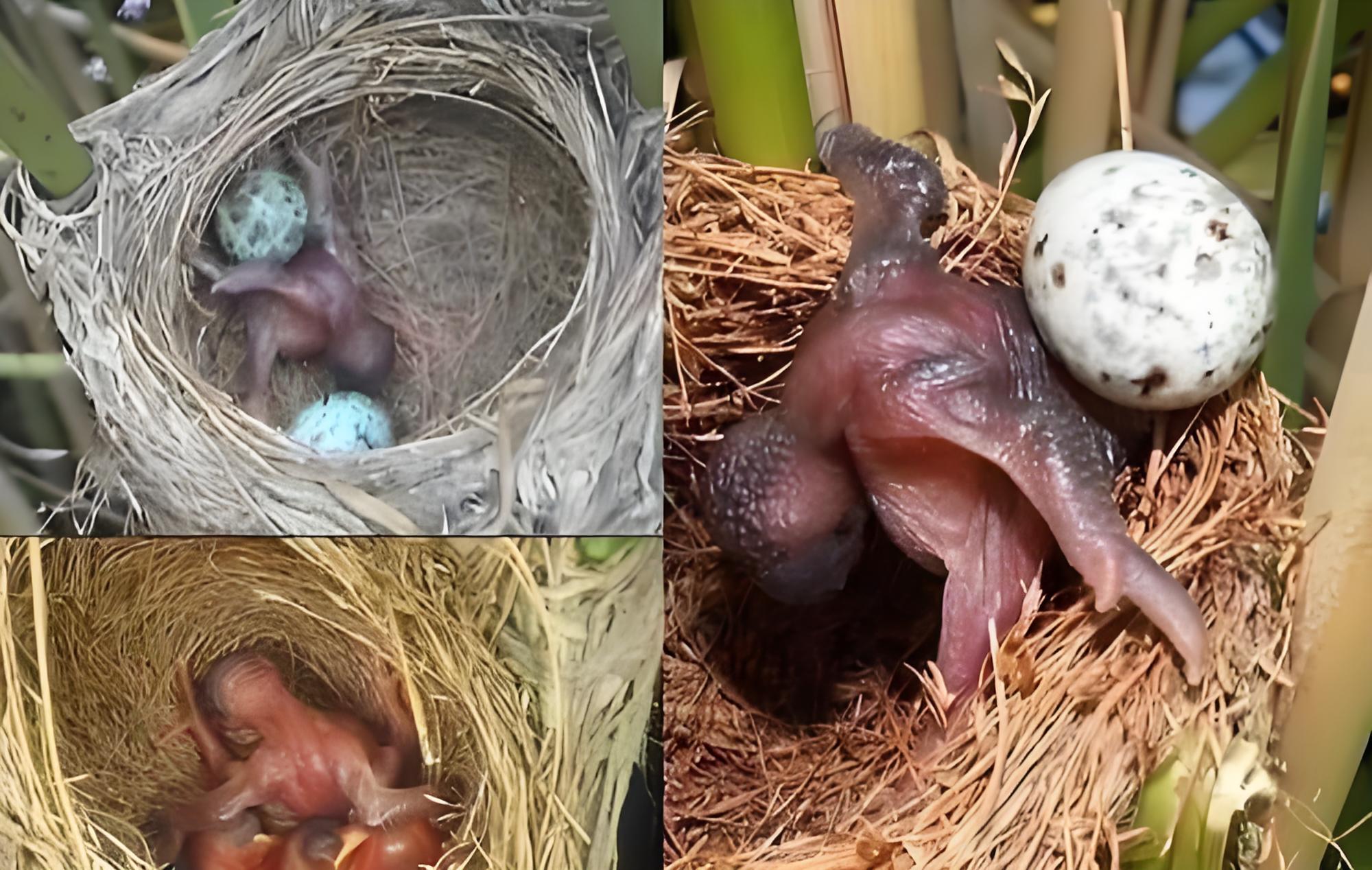 布谷鸟究竟是善是恶？