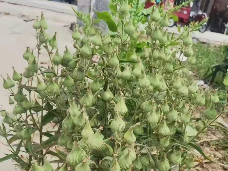    许久未归老家，此番回去一看，门口竟长出一株极为奇怪的植物。其果实颇似长刺的