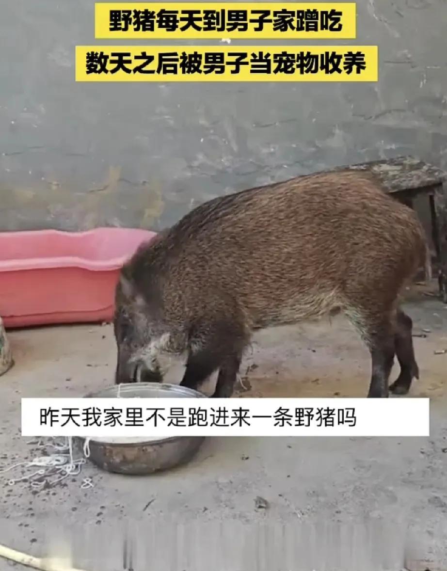 广州，一男子家来了一头野猪蹭饭吃，本以为吃饱后它就不来了，结果第二天这野猪又来男