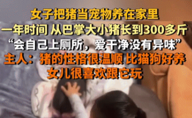 广西南宁，一女子做出了一件让人意想不到的事——她把猪当成宠物养在家里。起初，这头