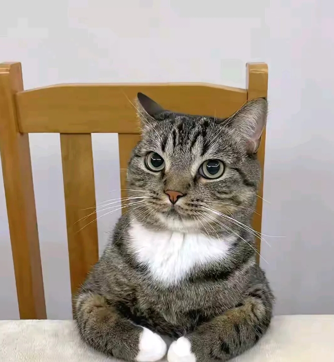 每次吃饭，我家猫咪都要坐在餐桌旁，虽然上面的东西它一口都不吃，可是，人家必须坐在
