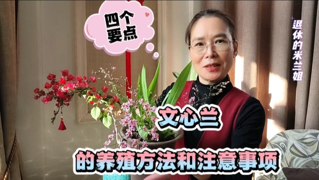 文心兰的养殖方法和注意事项：掌握四个要点，开出仙气飘飘的香花##养花小知识 #花卉绿植