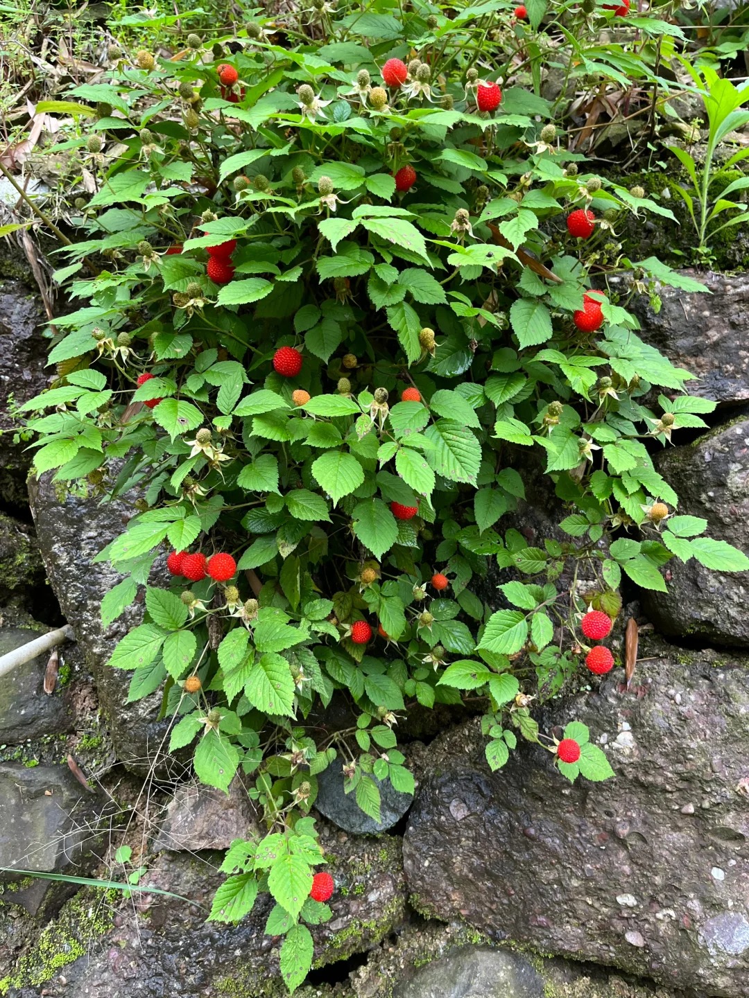 加拿大野韭菜有毒？
#加拿大生活 #食物中毒 昨天刚去林子里摘了野韭菜，做了几锅