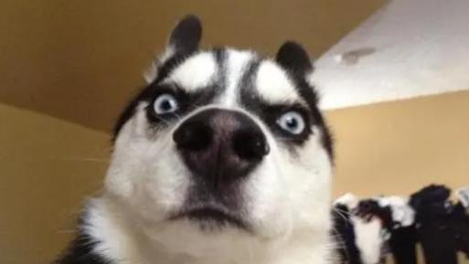 红警2中最黑苏的设计，谁家好人拿哈士奇当警犬