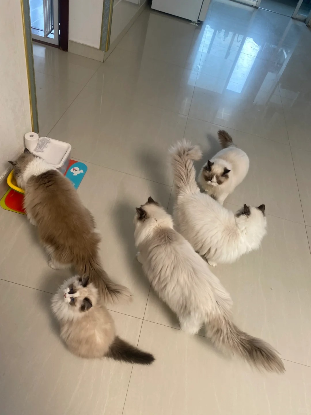 为什么现在布偶猫不流行了？
前些年买一只布偶猫都得几千上万，现在经常看到有人说几