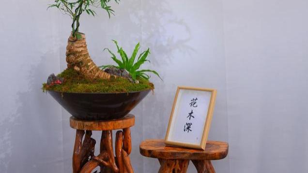 公认“最有格调”的1种绿植，再穷也要养一盆，太有意境了