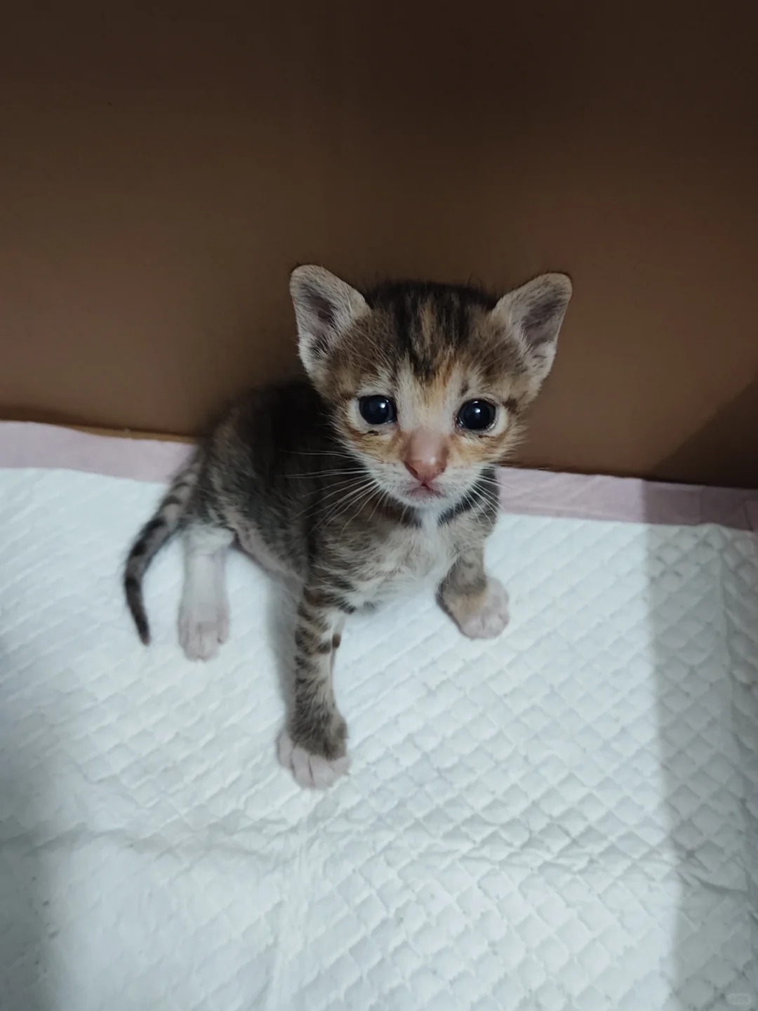 19天的幼猫爪这么大正常吗
流泪猫猫头