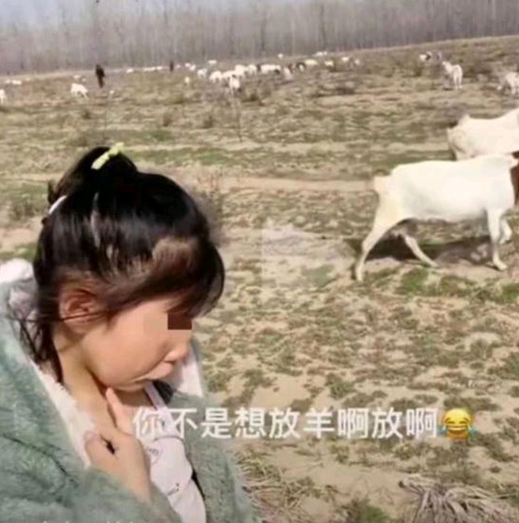 河南开封。一小女孩不愿意写作业，说只想放羊，结果妈妈真的带她到农村去放羊，但是到