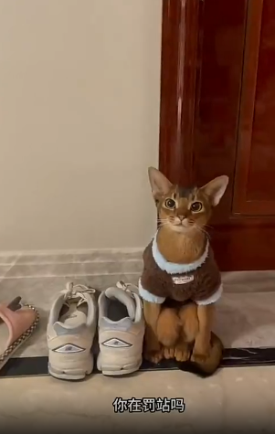 罚站的小猫